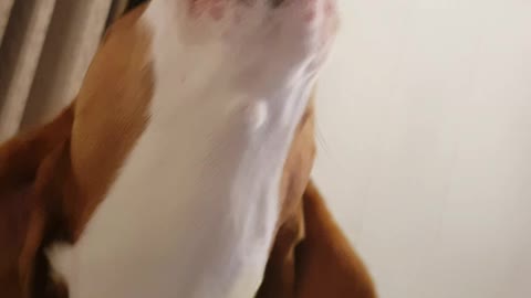 Beagle Howls His Heart Out!
