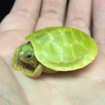 Tortuga bebé recién nacida tiene comezón