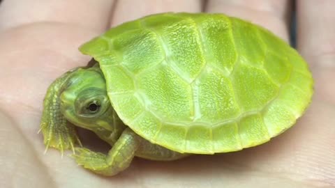 Tortuga bebé recién nacida tiene comezón