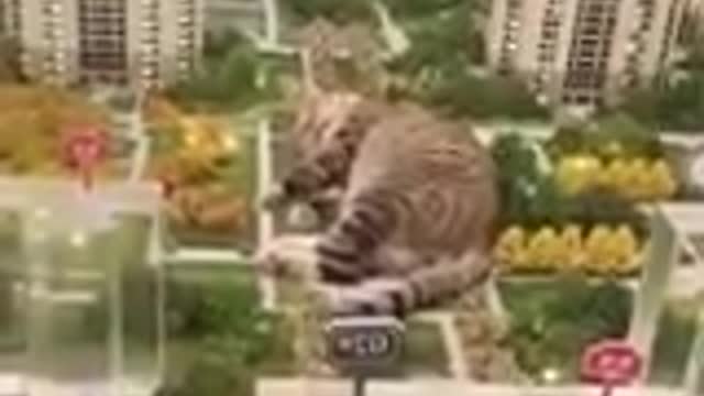 Funniest #Cat and #Dog Animals Video