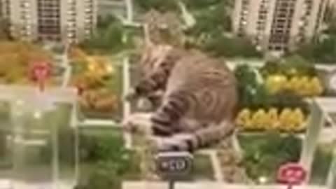 Funniest #Cat and #Dog Animals Video