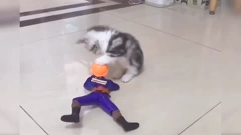Baby Cats - Cute Funny Cat Videos Cute Cats Compilation Cute Animals