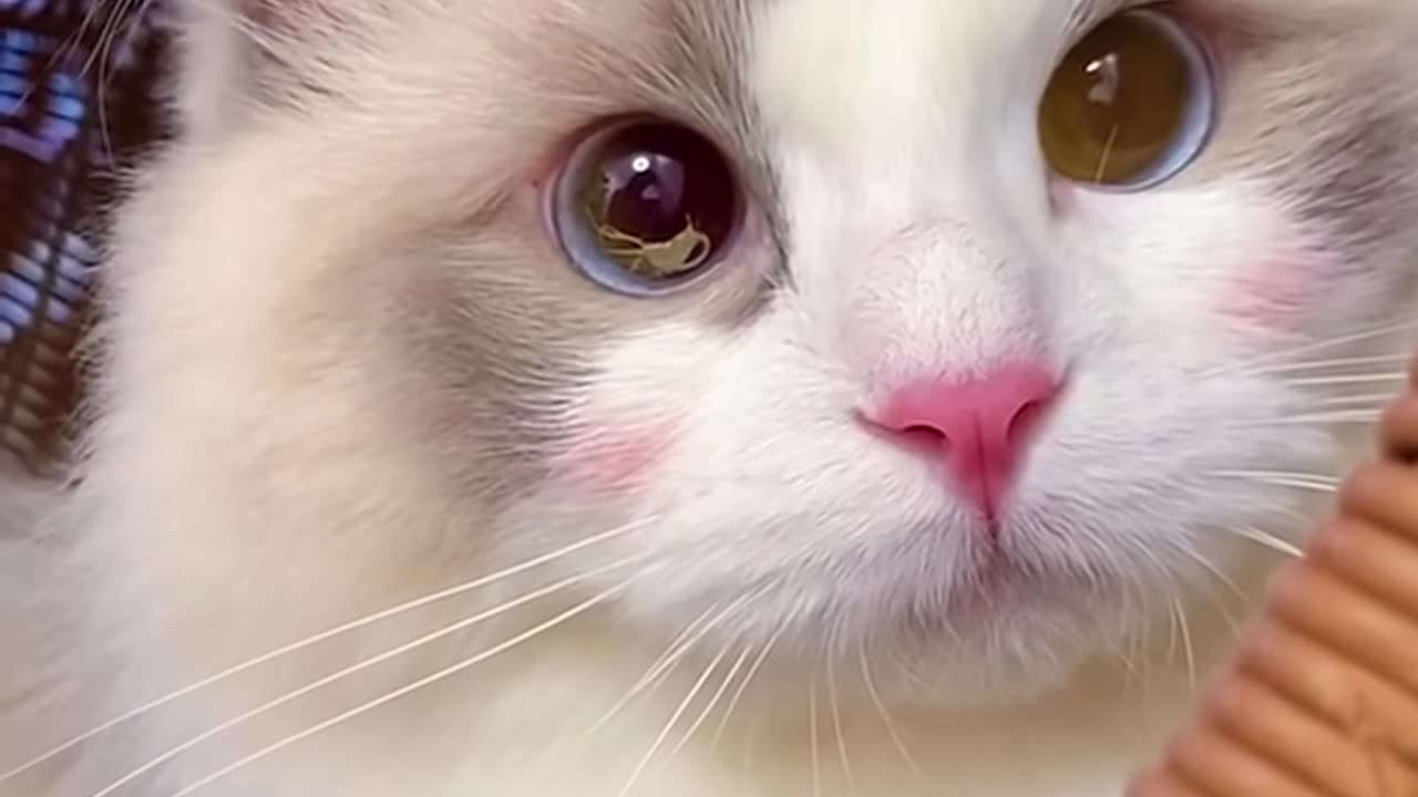 Adorable and Funny Cats That Will Melt Your Heart