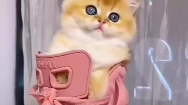 so cute kitten