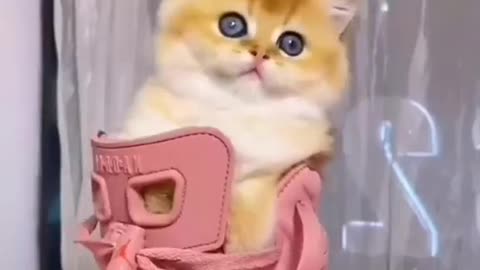 so cute kitten