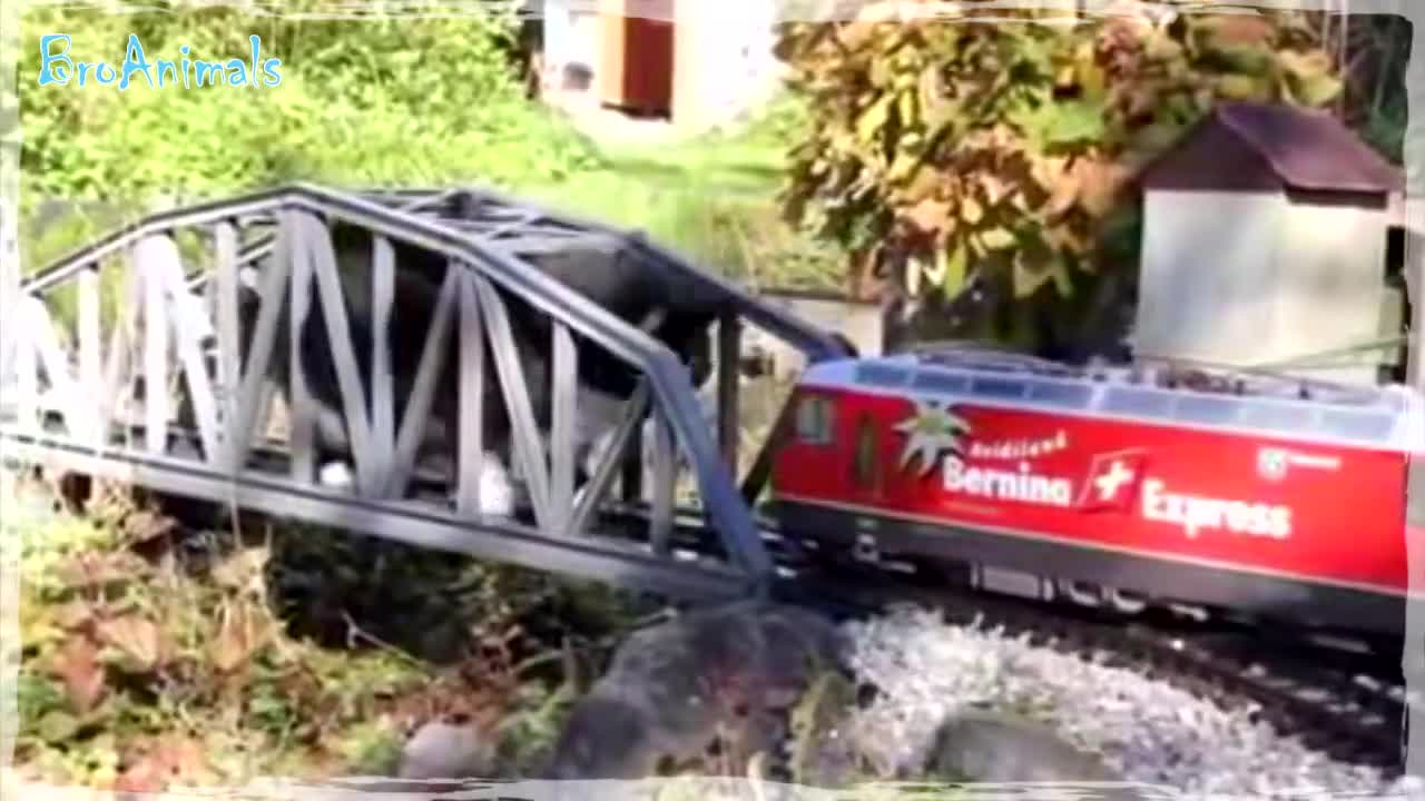 Funny animals compilation #650
