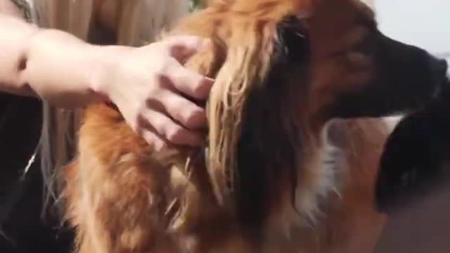 Funny Cats 😹 - Don't try to stop laughing 🤣 - Cats In Funny Situations