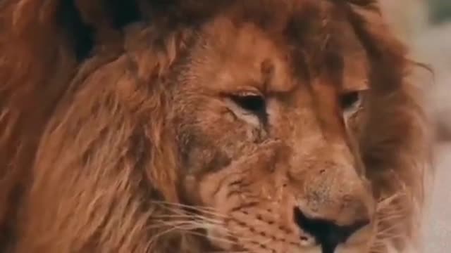 Lion attitude