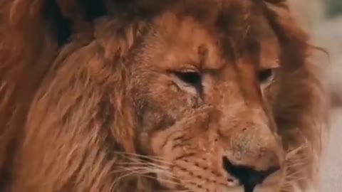Lion attitude
