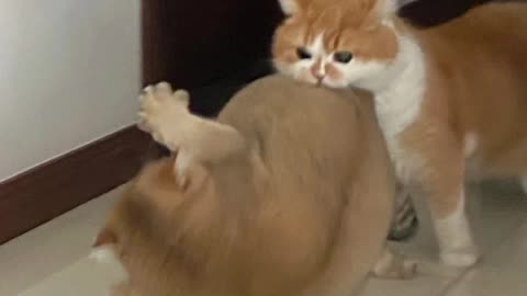Fighting cute 😍
