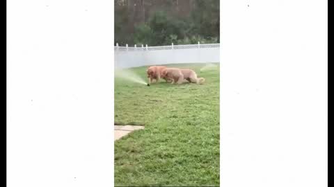 Dog Spitting it out when Toy Die-Two dog at a sprinkler-Give dog a kiss #short