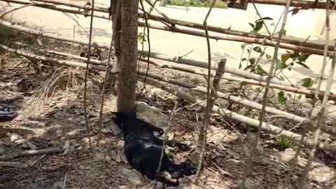 Lemon Prank Dog