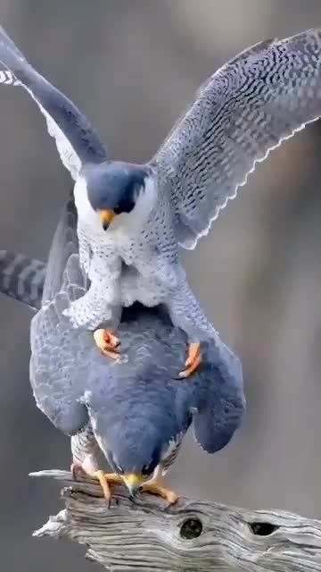 Most Beautiful Birds