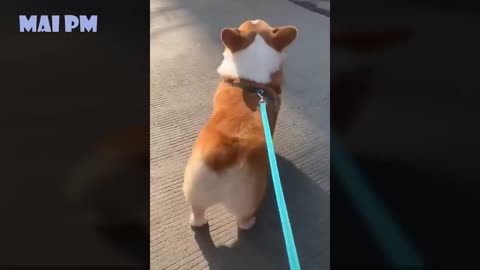 funny dogs 2021