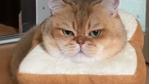 King Of Cats .. Be Careful ! He's Angry !