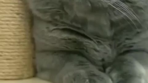 Black cute cat funny 😄 video