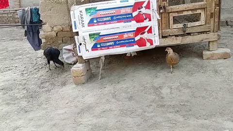 Grey Francolin VS Aseel Murgha