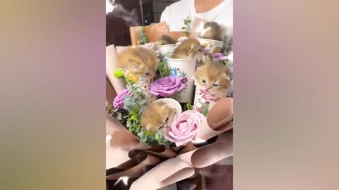 New Funny Animals 😍 Funniest Dogs and Cats Videos 😺🐶 Part 2