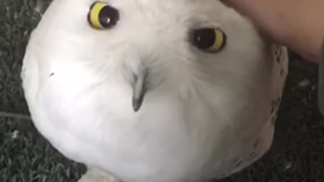 Snow Baby Owl
