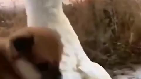Funny videos
