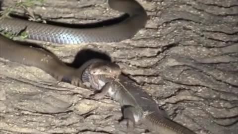 Snake attack wild animals