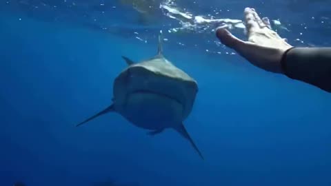 sharks