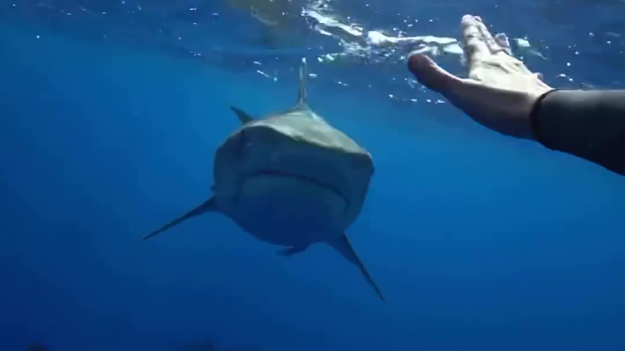 sharks