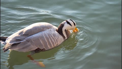 A duck in the water
