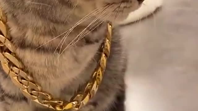 Gangster Cat😼🙀😾