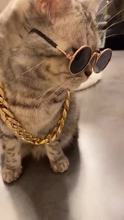 Gangster Cat😼🙀😾