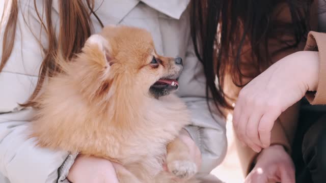 People Playing With The Dog \