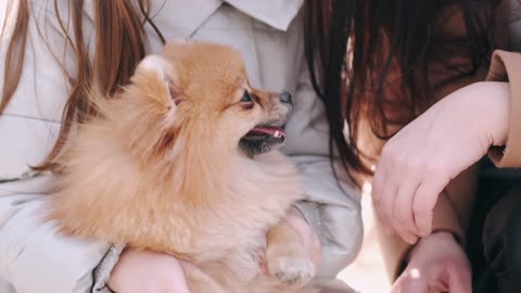 People Playing With The Dog \