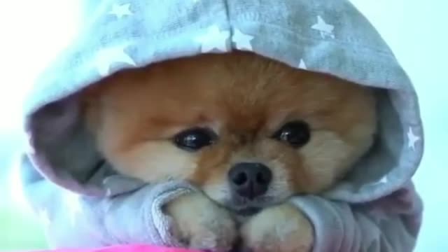 Awww I'm in Love!!!!!Cutest Dogs compilation. 😍
