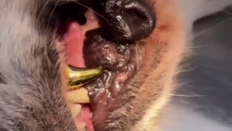Doubtful behavior of silly dogs