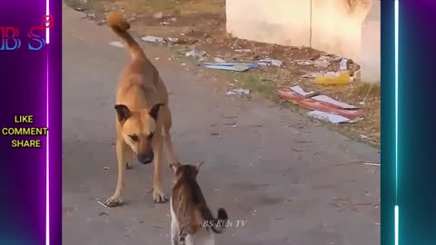 Pets cats Funny compilation Moment of Fun