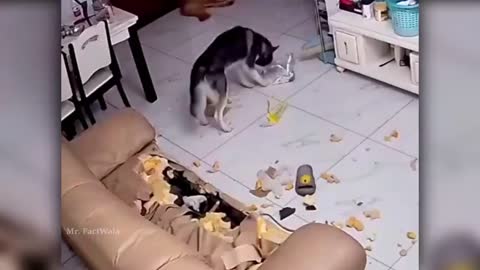 funny animal