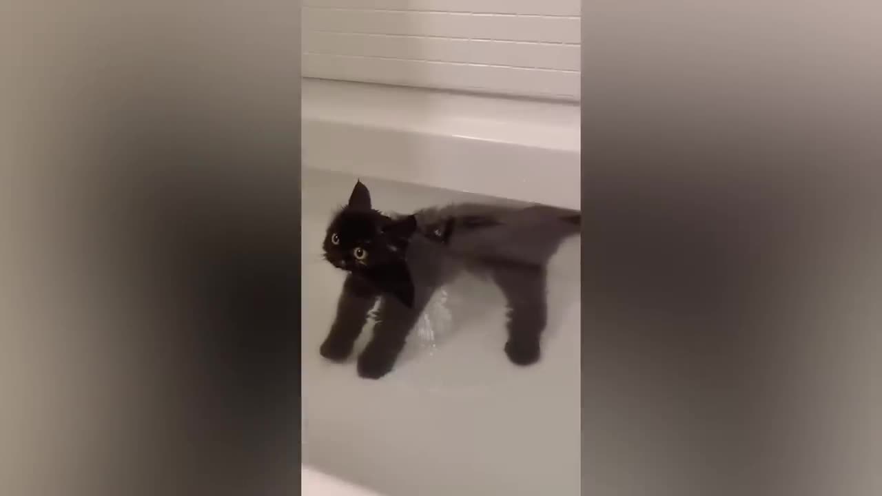 Funny animal