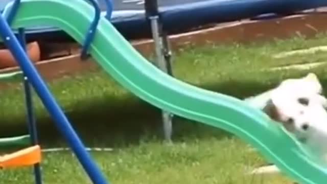 cat & dogs funny video clip #4