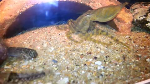 Octopede (my Blue Ringed Octopus) using his new Wind Up Lunge attack!