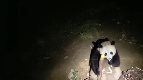Do you like the lovely giant panda？