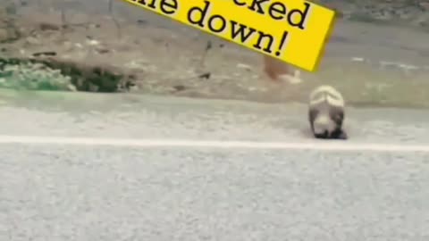 Cute dog comedy scene😂