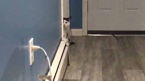 Talking cat part1