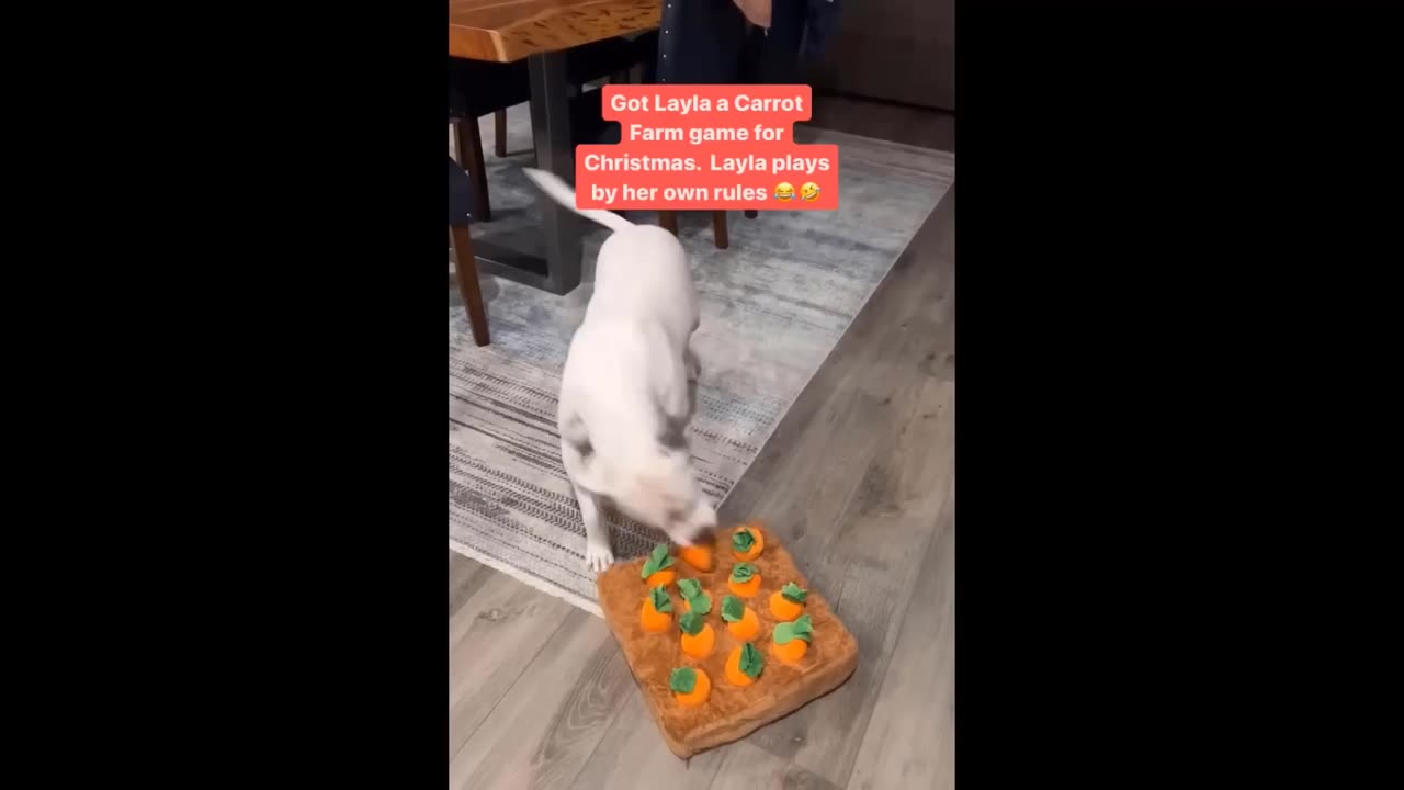 "Cats and Dogs: Frenemies for Life"