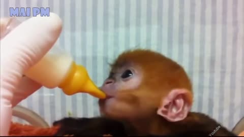 Cute Baby Animals Compilation Funny Baby Animals for kid