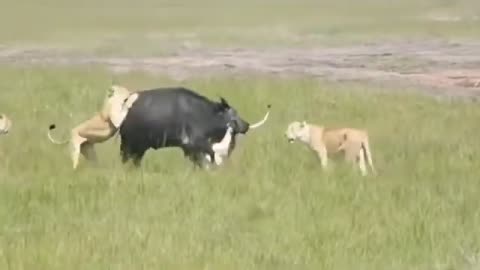 Most Amazing Moments Of Wild Animal 2022 Wild Discovery Animals @Wild Animals360p