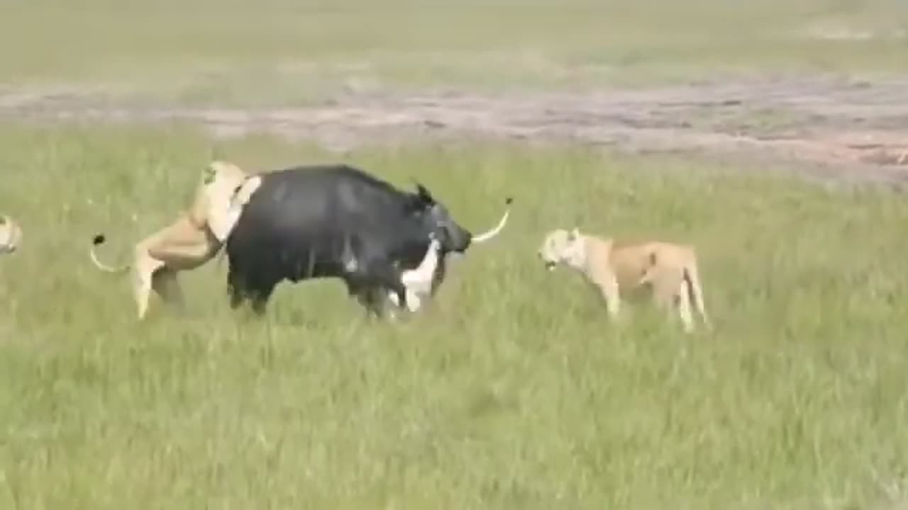 Most Amazing Moments Of Wild Animal 2022 Wild Discovery Animals @Wild Animals360p