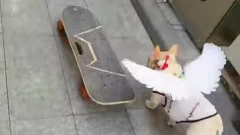 funny video This dog has incredible potential - Incredible