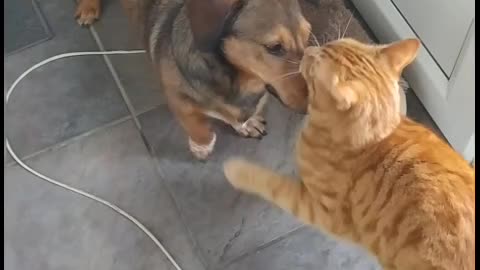 Cat says sorry to dog and regrets