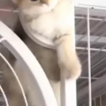 6.Funny Cats 😍😍😻😻😺#shorts #funnycats #animalsshorts