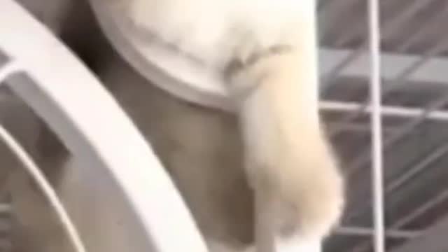 6.Funny Cats 😍😍😻😻😺#shorts #funnycats #animalsshorts